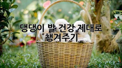 댕댕이 발 건강, 제대로 챙겨주기!🐶🐾